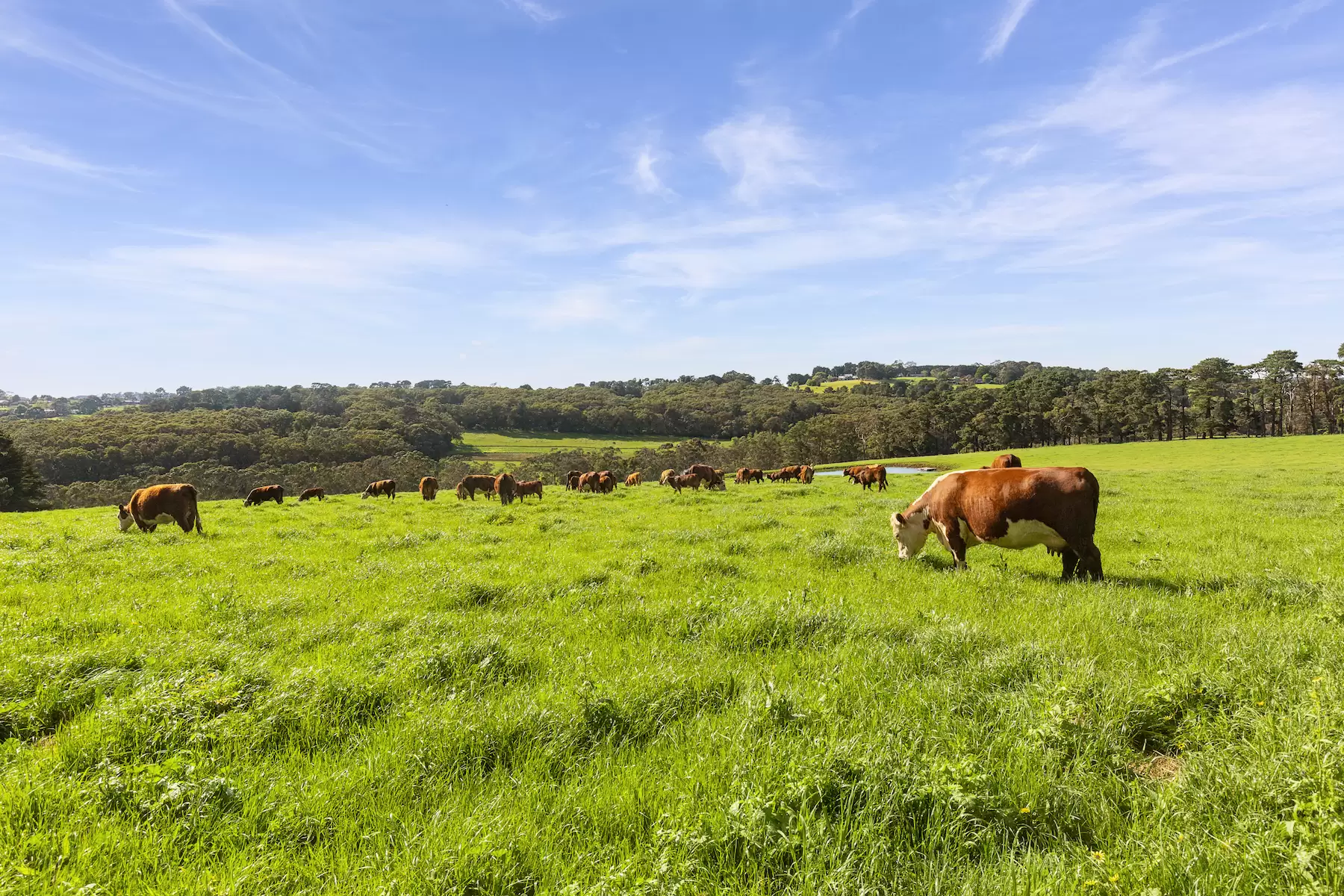 580 Main Creek Road, Main Ridge Sold by Melbourne Sotheby's International Realty - image 3