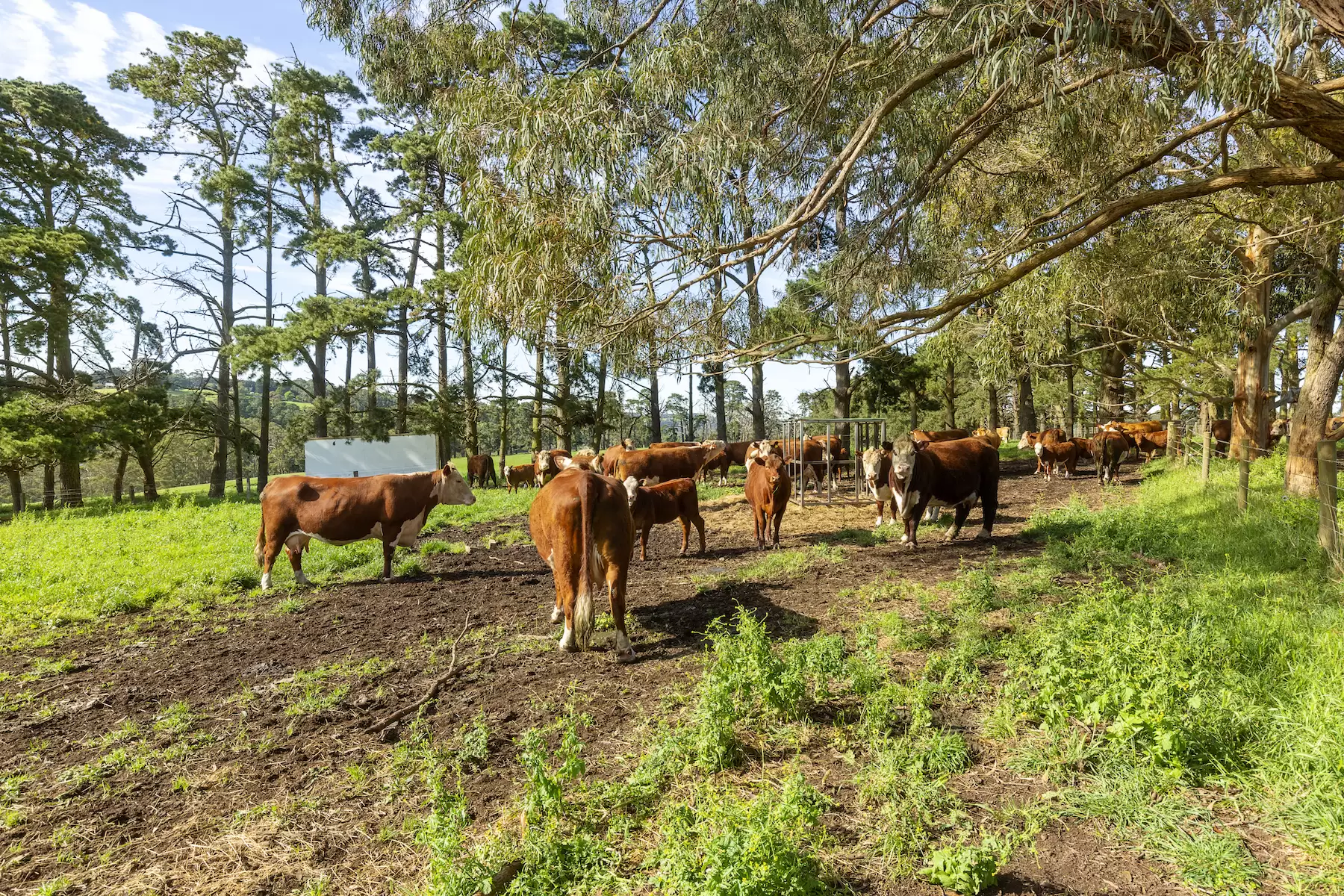 580 Main Creek Road, Main Ridge Sold by Melbourne Sotheby's International Realty - image 9