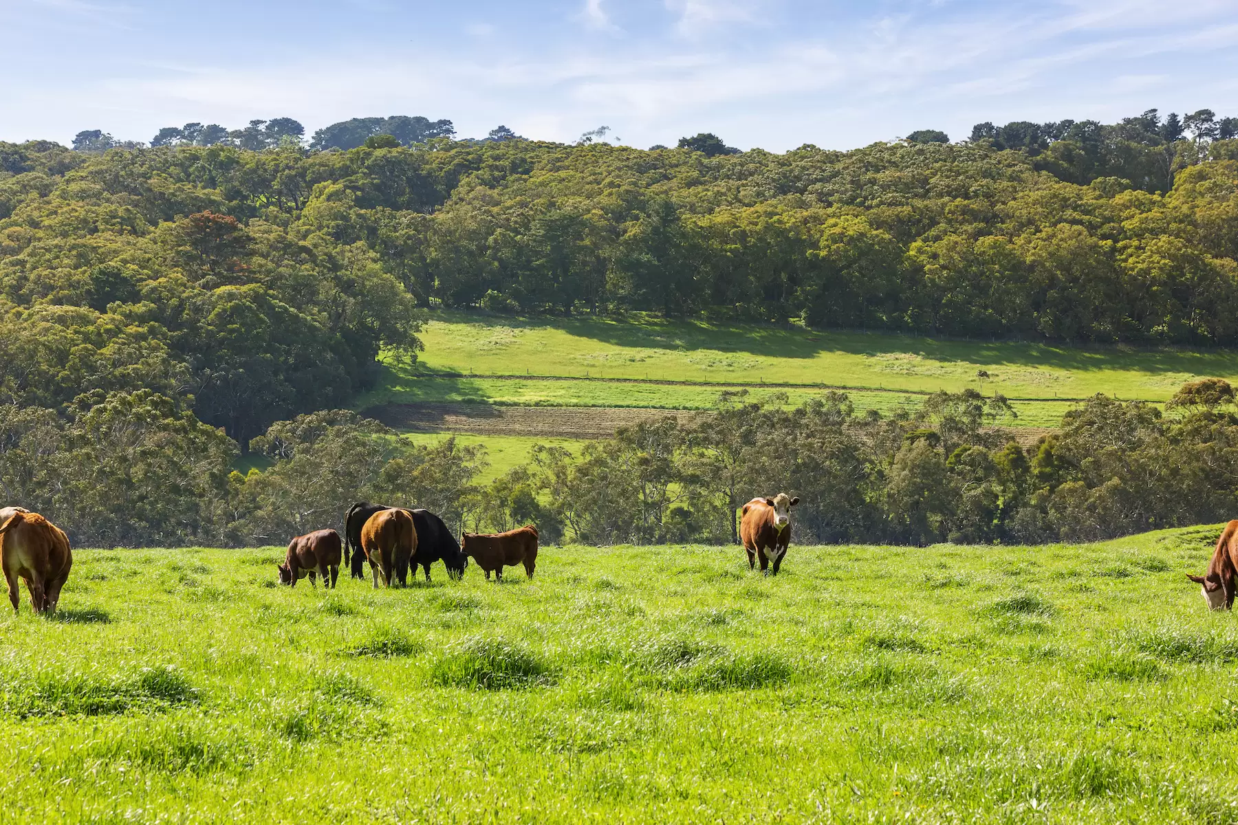 580 Main Creek Road, Main Ridge Sold by Melbourne Sotheby's International Realty - image 8