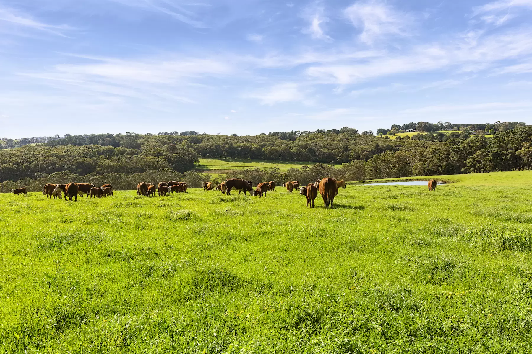 580 Main Creek Road, Main Ridge Sold by Melbourne Sotheby's International Realty - image 7