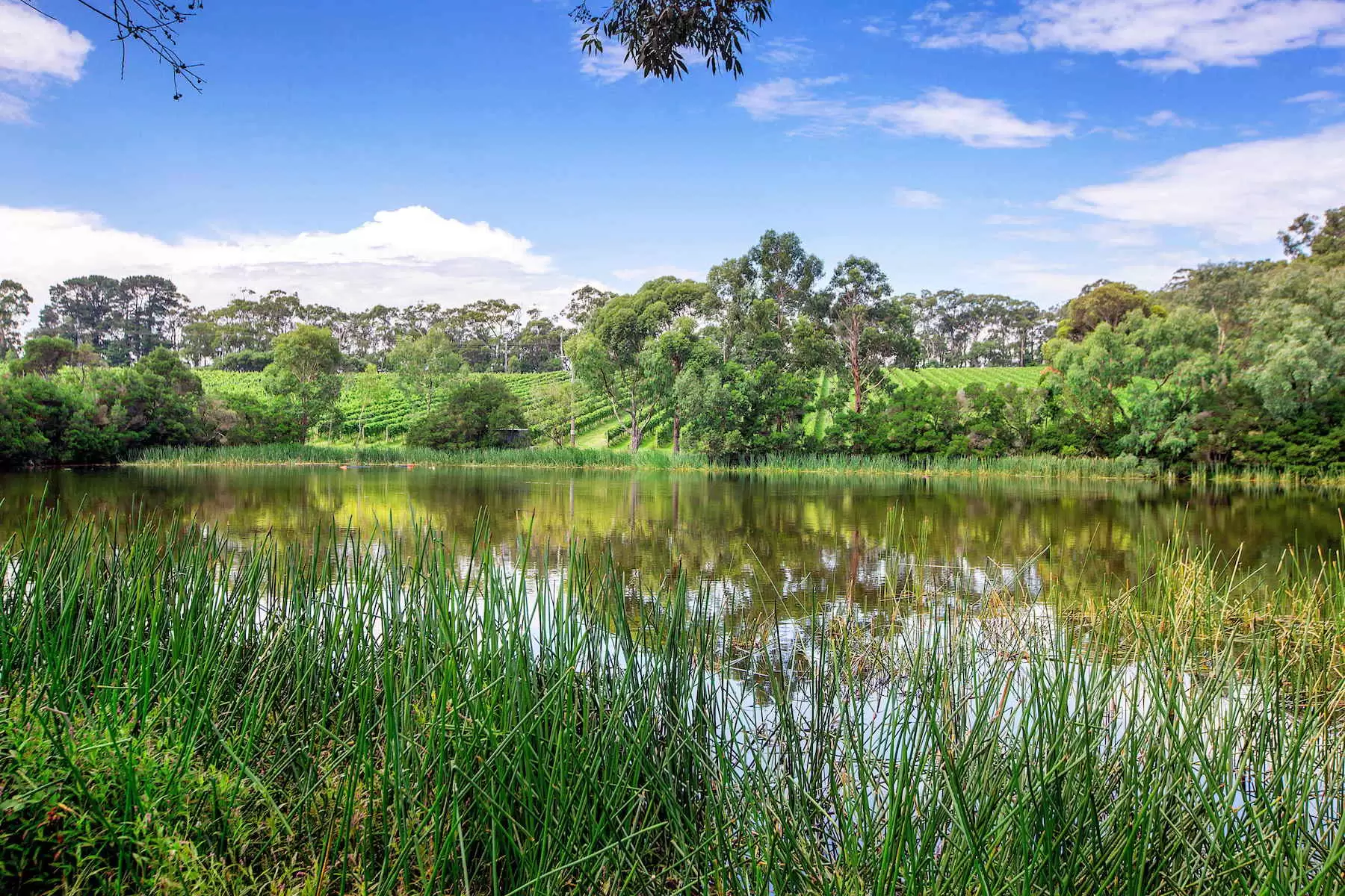 1369 Mornington Flinders Road, Main Ridge Sold by Melbourne Sotheby's International Realty - image 10