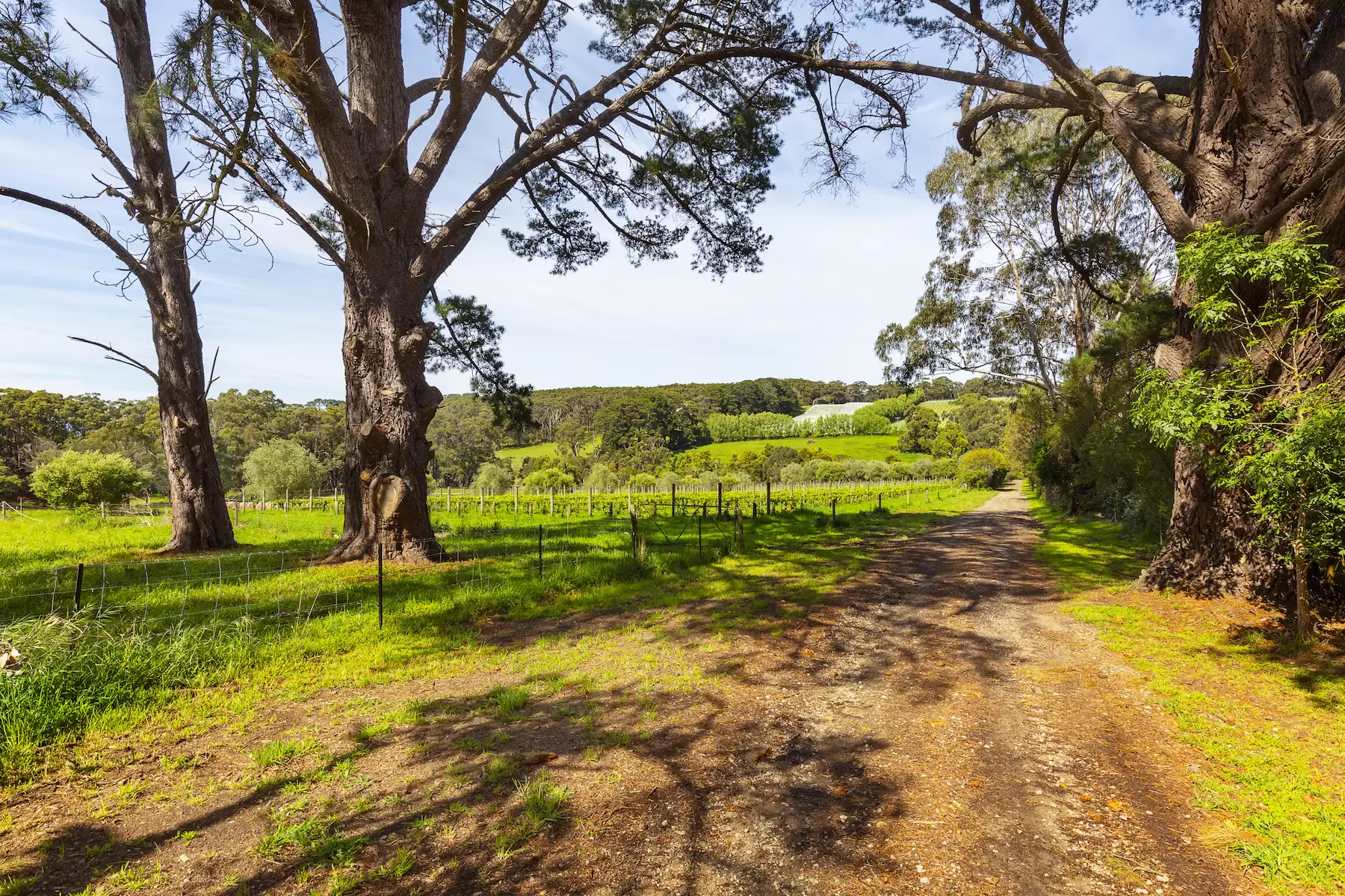 340 Tucks Road, Shoreham Sold by Melbourne Sotheby's International Realty - image 4