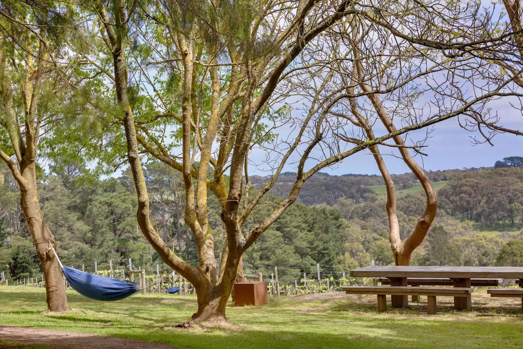 224 Main Creek Road, Main Ridge Sold by Melbourne Sotheby's International Realty - image 3