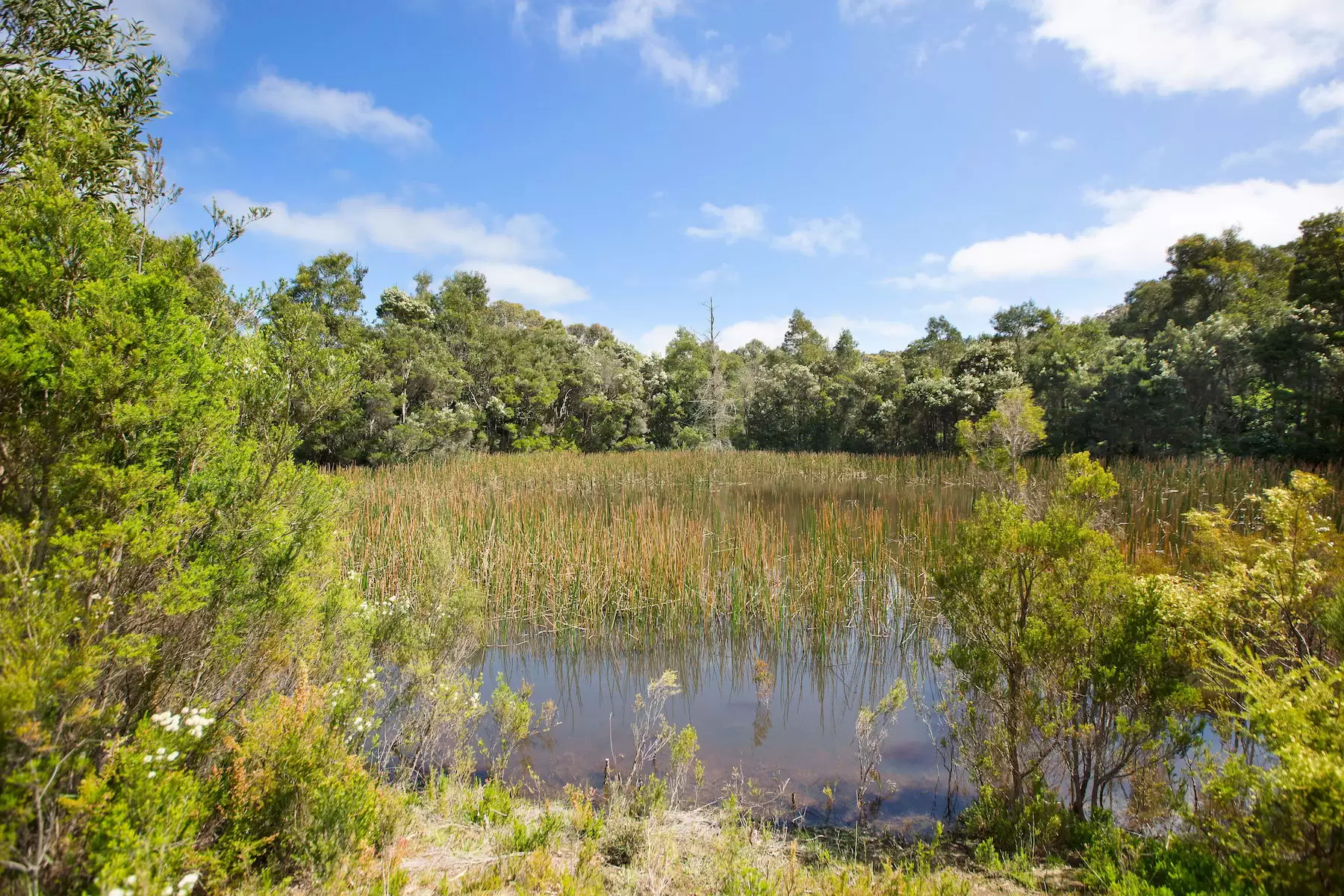 224 Main Creek Road, Main Ridge Sold by Melbourne Sotheby's International Realty - image 5