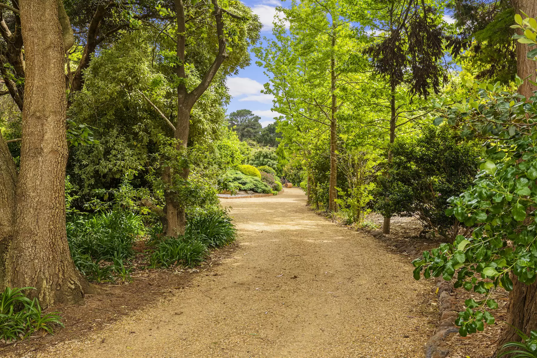 42 Ocean View Avenue, Red Hill South Sold by Melbourne Sotheby's International Realty - image 3