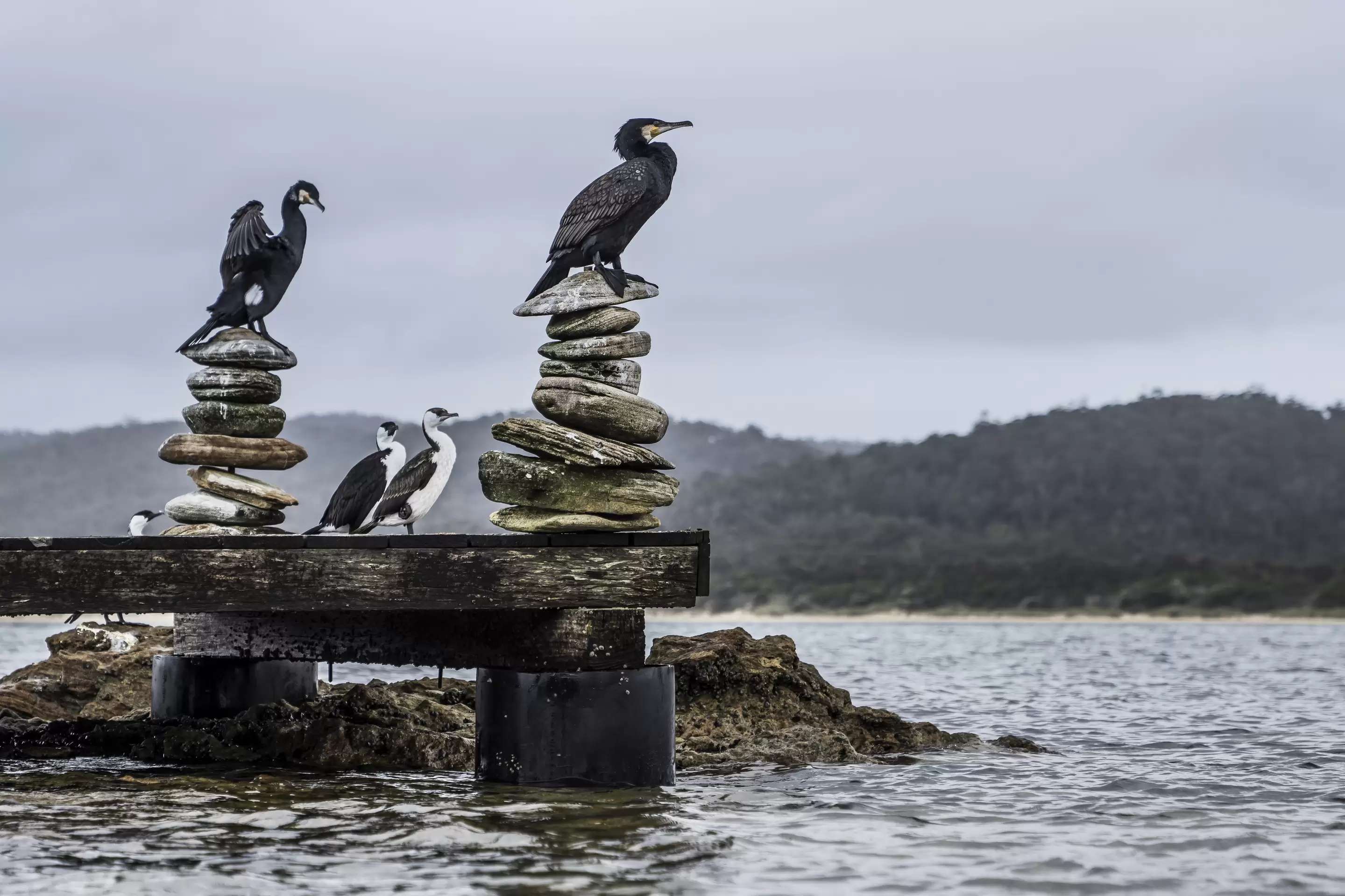 Picnic Island, Coles Bay For Sale by Melbourne Sotheby's International Realty - image 20