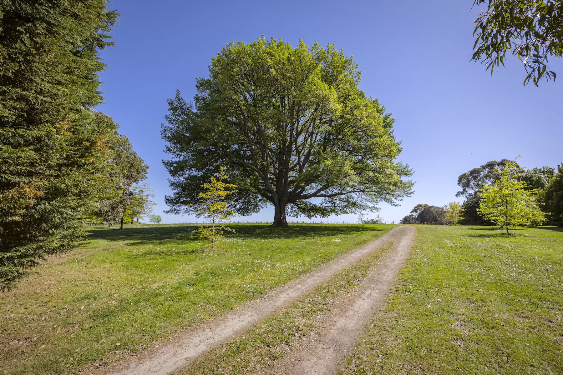 Lot Lot 1, 2 & 3, 376-396 Arthurs Seat Road, Red Hill Sold by Melbourne Sotheby's International Realty - image 5