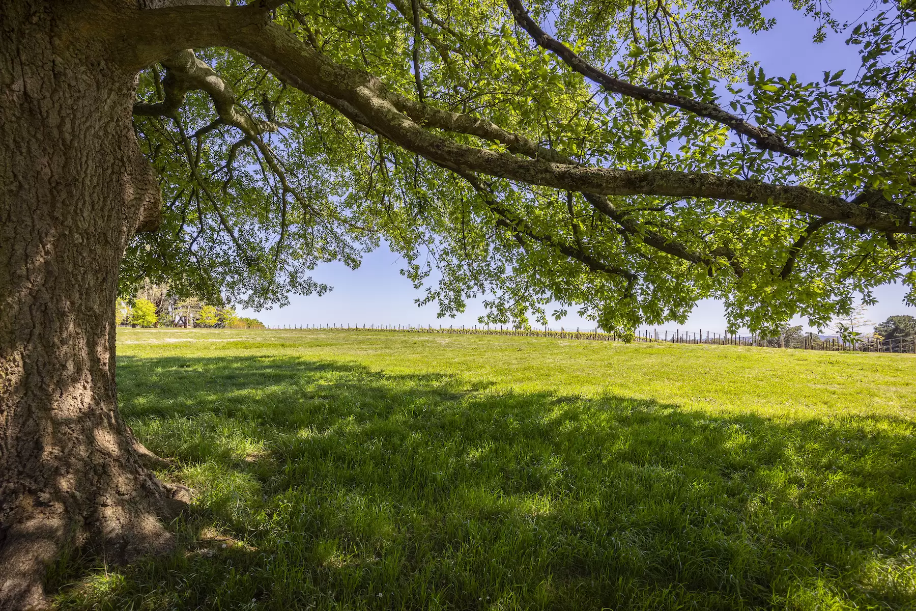 Lot Lot 1, 2 & 3, 376-396 Arthurs Seat Road, Red Hill Sold by Melbourne Sotheby's International Realty - image 6