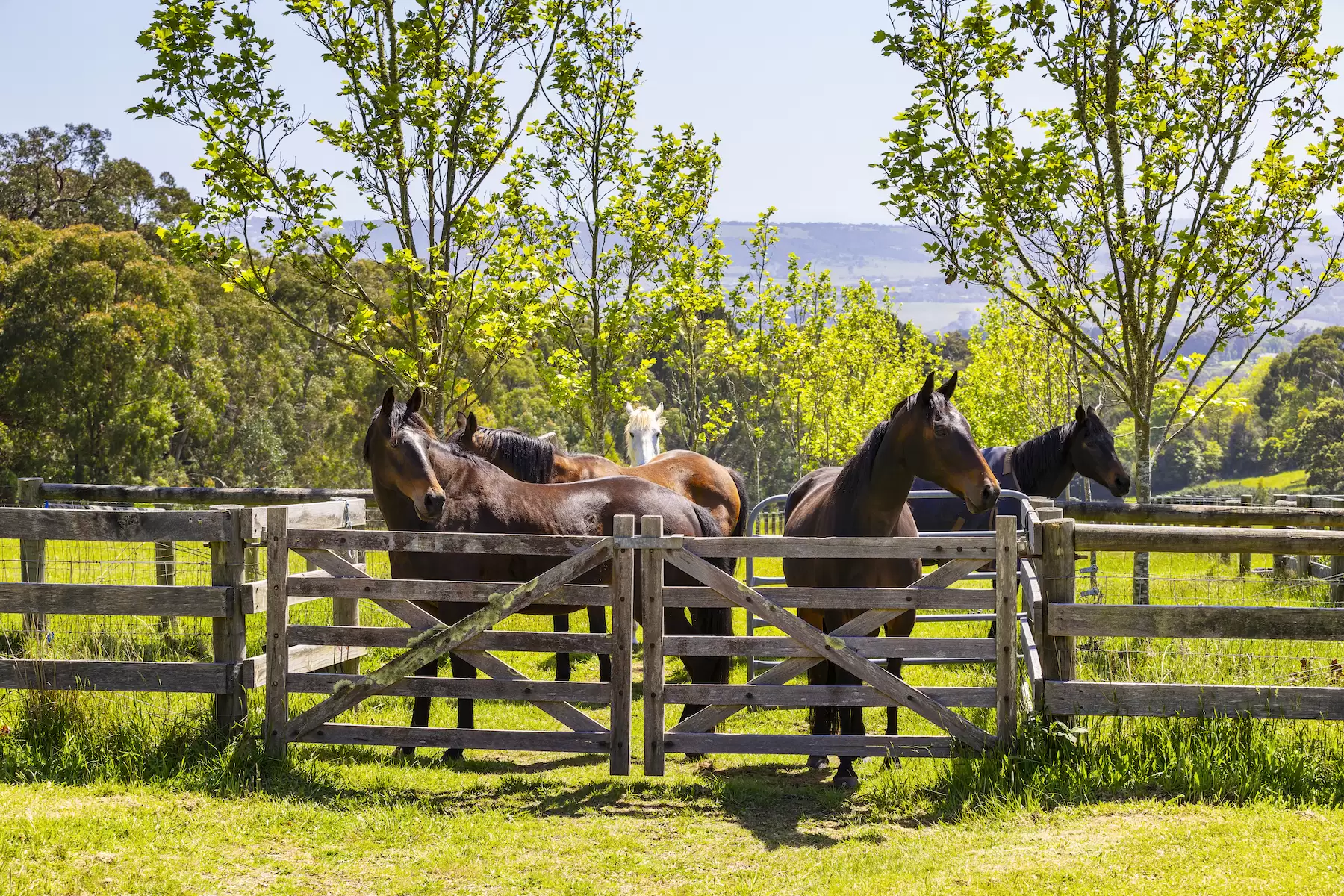 98 Sheehans Road, Red Hill For Sale by Melbourne Sotheby's International Realty - image 15