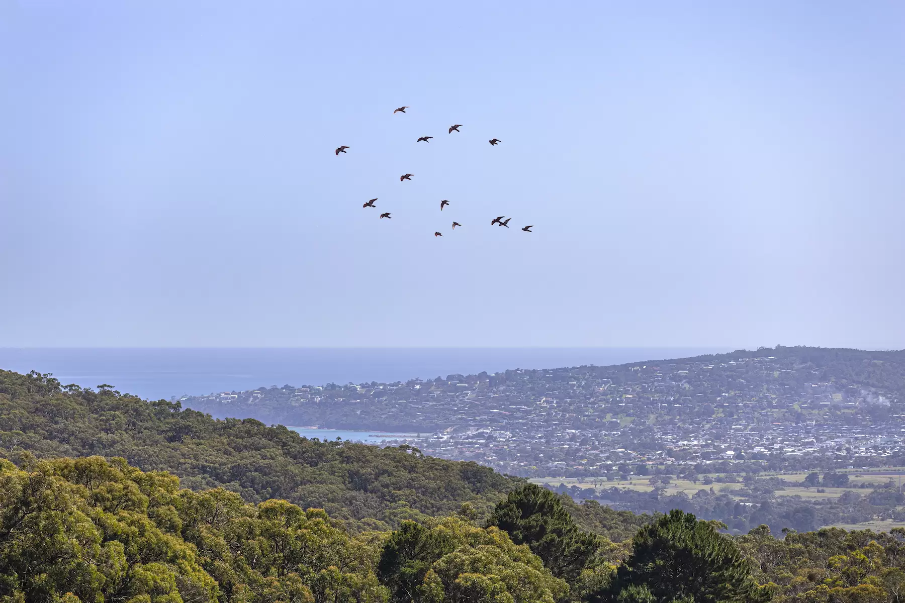 98 Sheehans Road, Red Hill For Sale by Melbourne Sotheby's International Realty - image 4