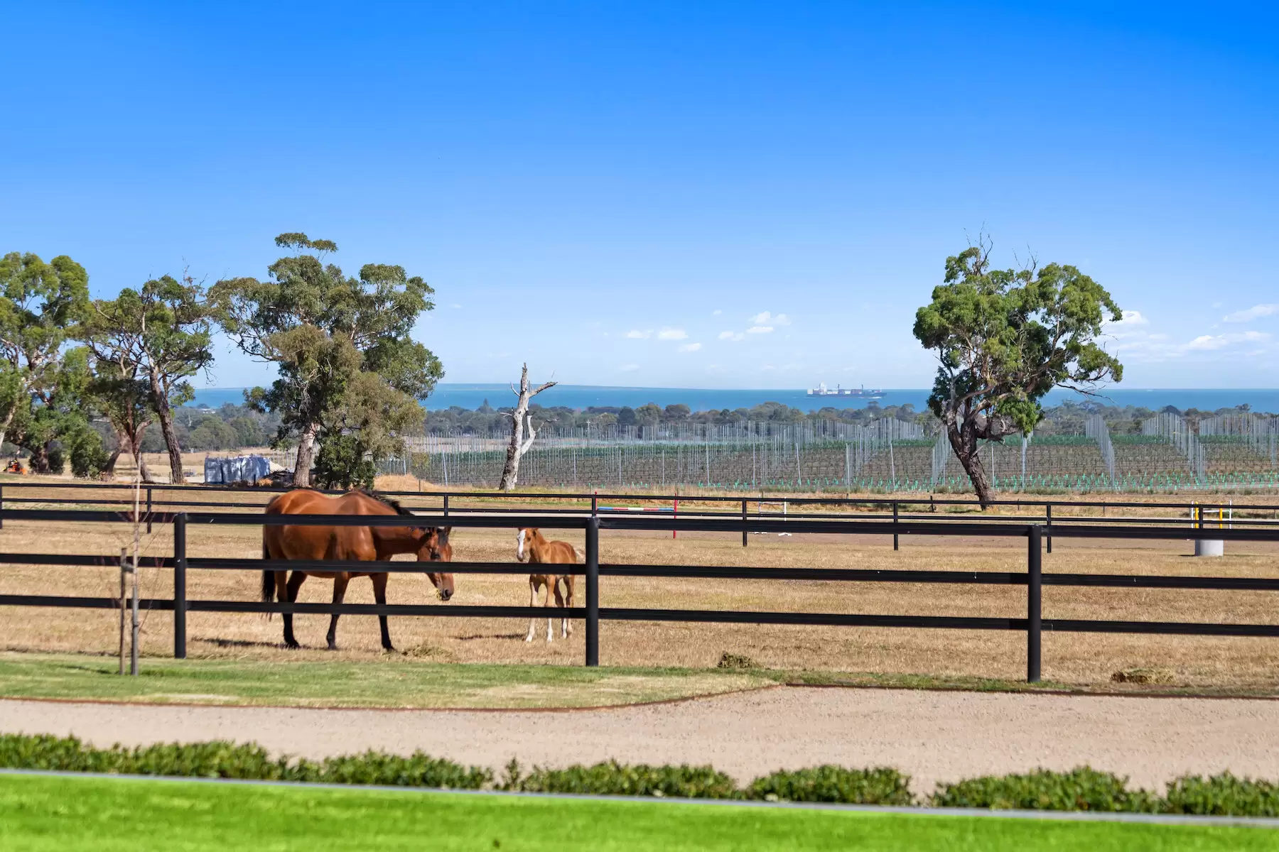 90 Wallaces Road, Dromana For Sale by Melbourne Sotheby's International Realty - image 15