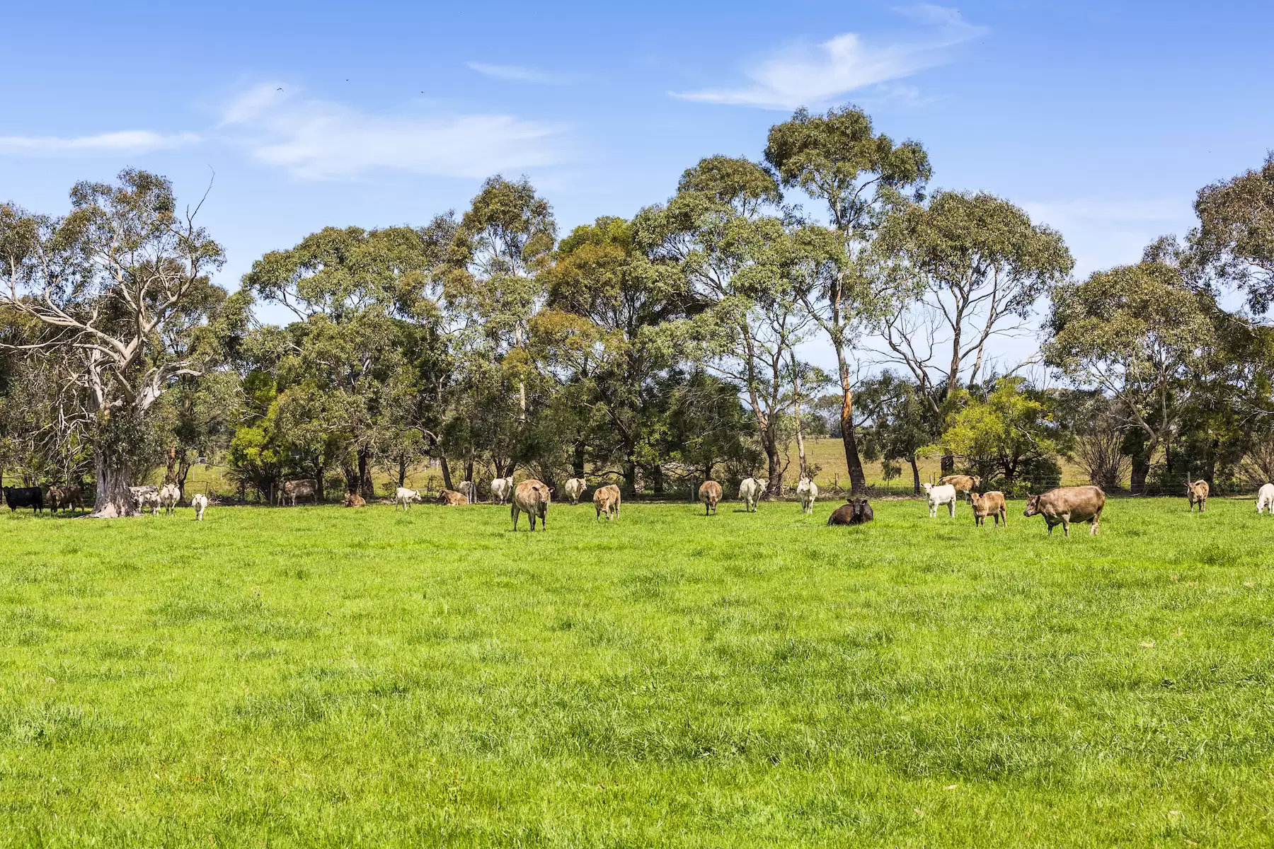 130 Hendersons Road, Bittern Sold by Melbourne Sotheby's International Realty - image 5