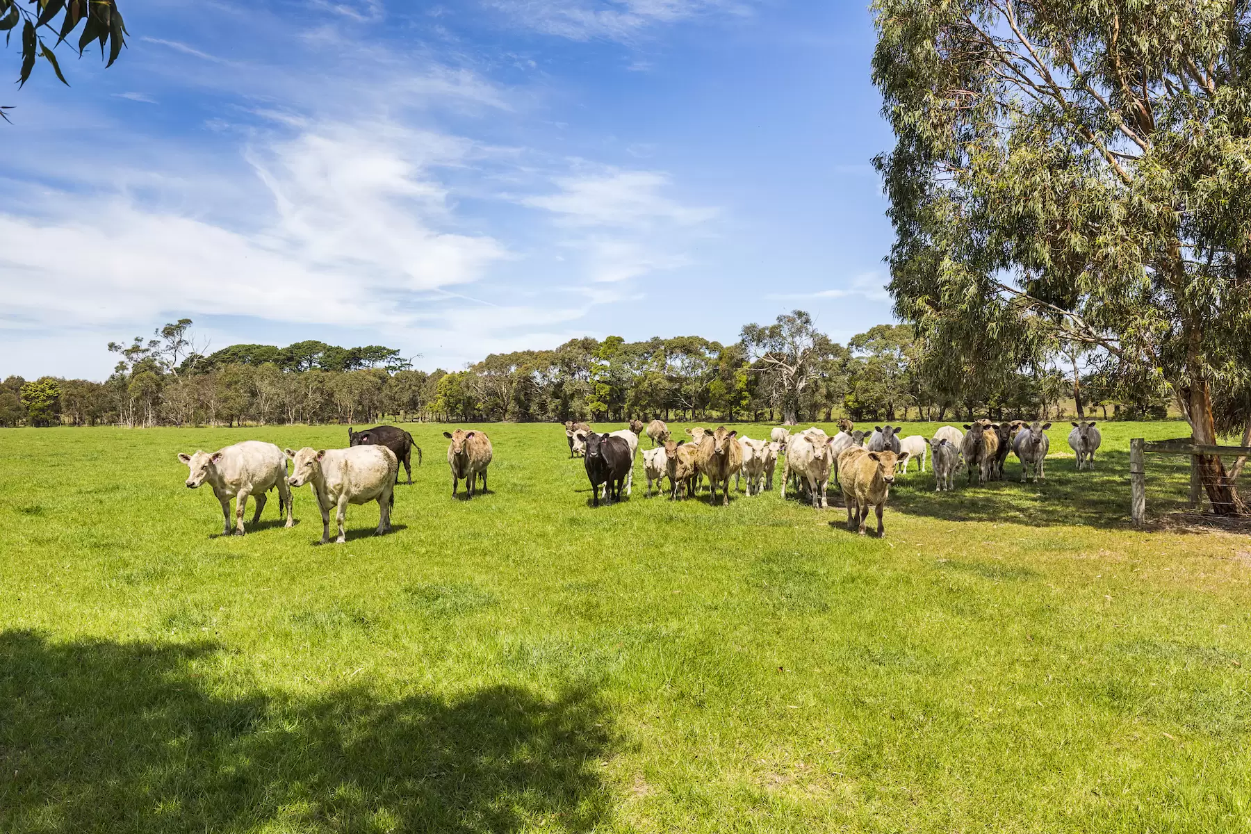 130 Hendersons Road, Bittern Sold by Melbourne Sotheby's International Realty - image 3