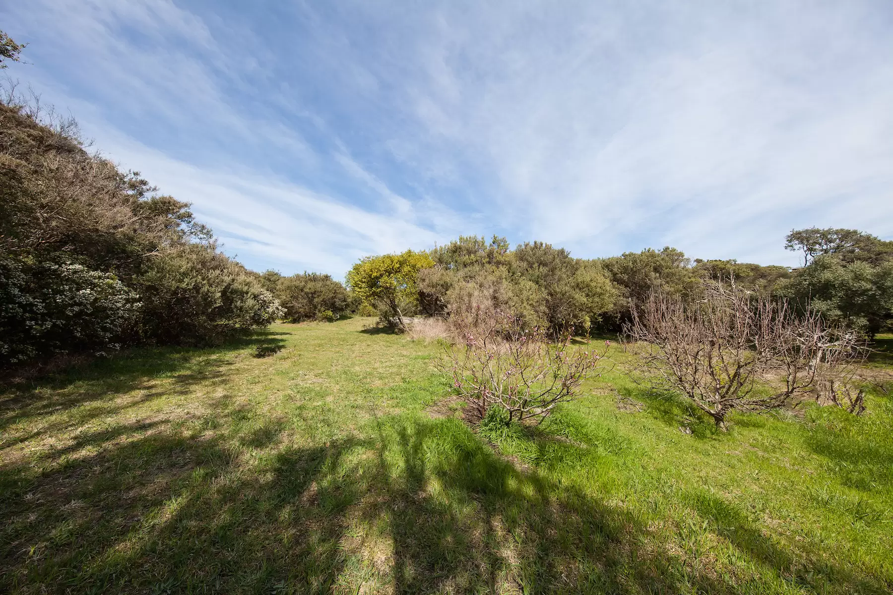 33 Ridley Street, Blairgowrie Sold by Melbourne Sotheby's International Realty - image 3