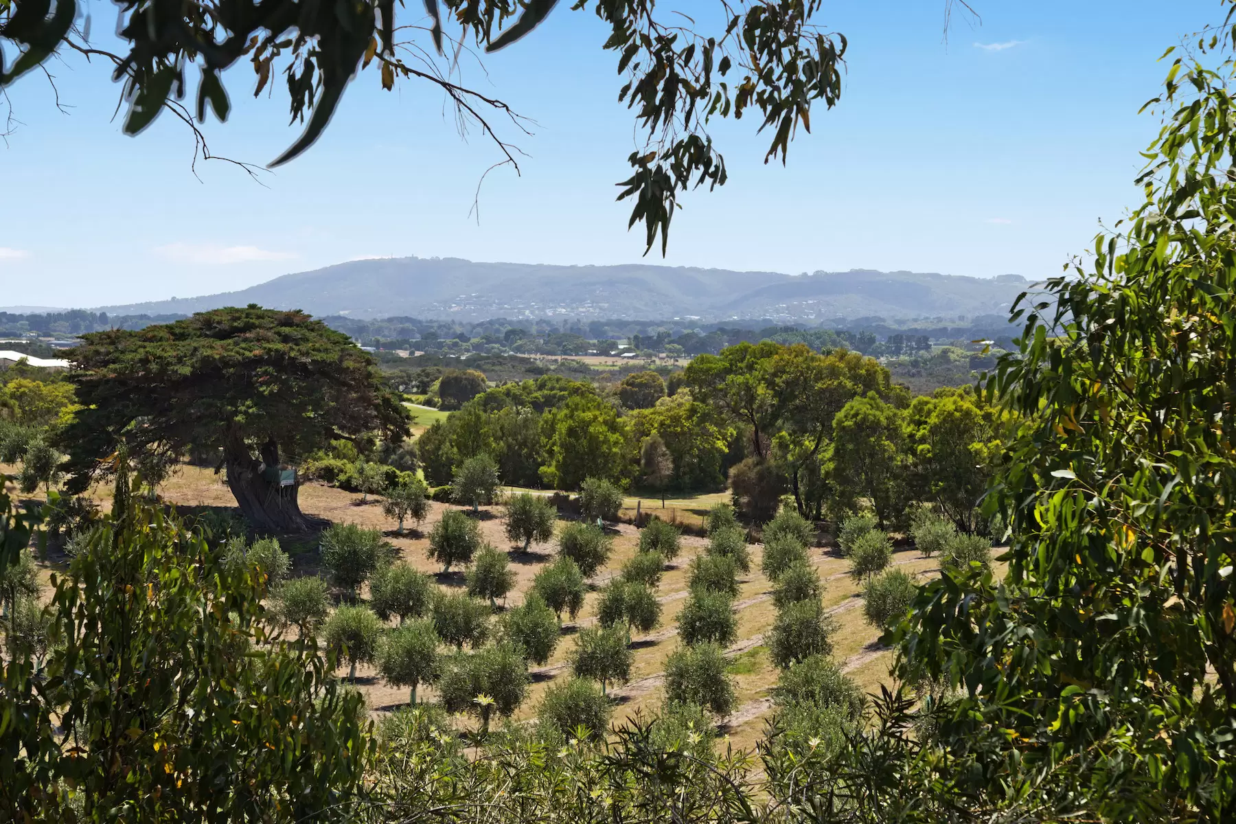 451 Truemans Road, Boneo Sold by Melbourne Sotheby's International Realty - image 8